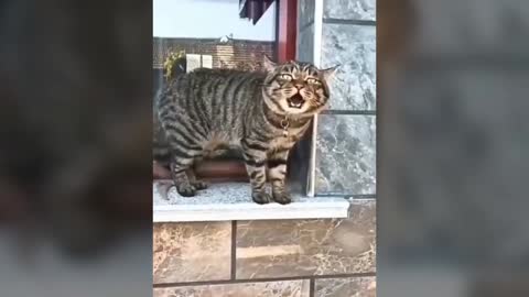 Funny Cats