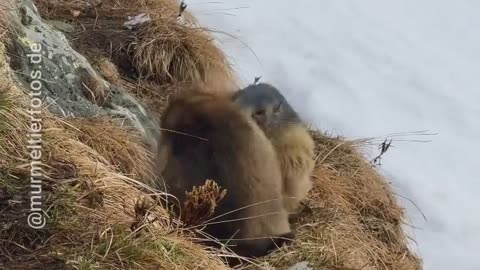 Groundhogs fighting