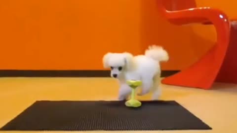 Best dog training video #dog #dogtraining #lionfight