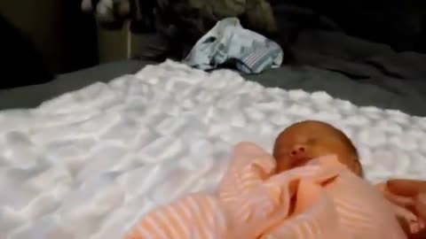puppy meet baby for the first time