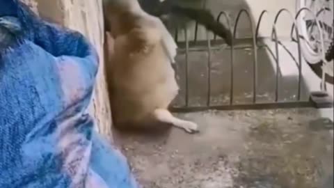 | Cat And Dog Fight | Cute Animals.