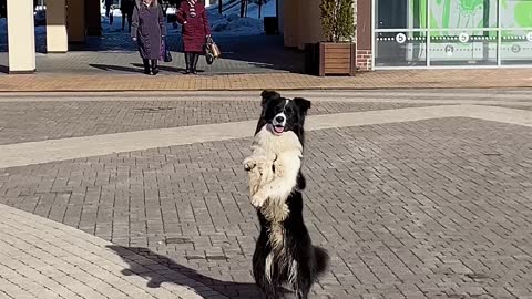 Dog Sits on Hind Legs