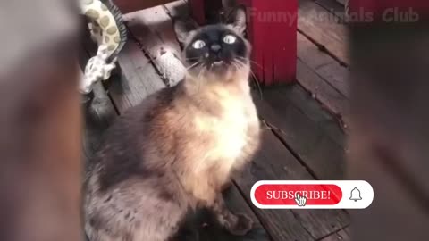 Funny Animals Compilation 😂