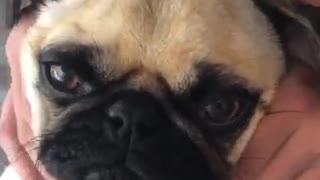 Super relaxed pug enjoys face massage