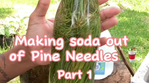 Making soda out of Pine needles 🌲🥤