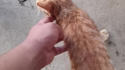 Orange cat enjoys the owner touching its head. It is very happy