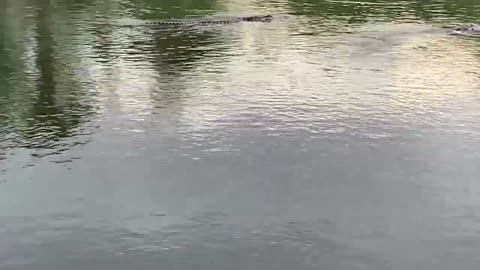 Fun footage of fishing amongst aggressive gators stealing my fish.