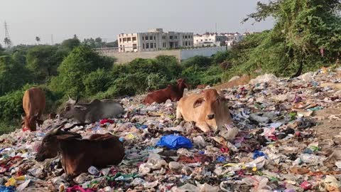 Cows and Goats are benefiting from trash
