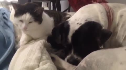 Cat Cuddles Dog In Adorable Morning Routine