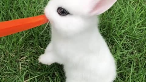 This small white rabbit eats carrots only