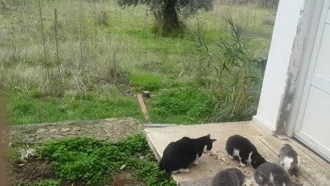 North Cyprus Beauty - cats in the garden