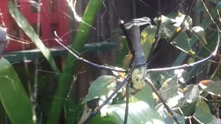 13.5.2024 Random Kuranda - Golden Orb & Her Male Friends