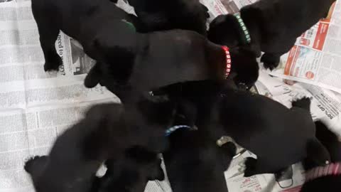 Warhammer Cane Corso Puppies