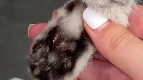 How to trim your cat`s claws 💅