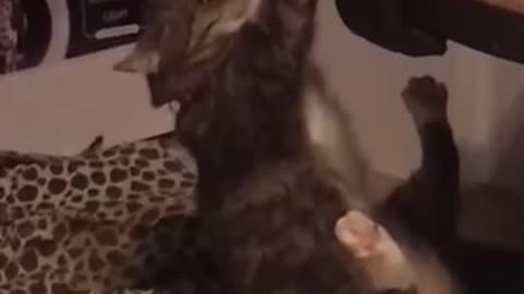 cat doesn't know when to give up