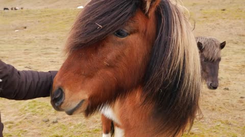 Iceland Female Petting Brown Icelandic Horse
