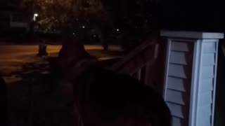 German shepherd howling!