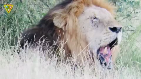 LION VS LION KILLING EACH OTHER TO DEFEND THE TERRITORY