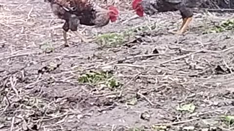 Hen fighting video