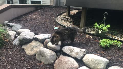 Walter doesn’t get outside much. He’s my parents’ 20 year old cat