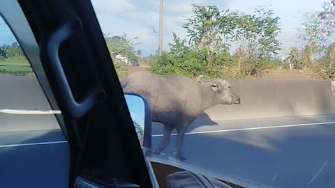 Bovine on the Move on Expressway