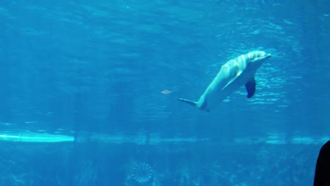 awesome dolphin swimming