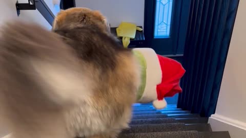 Problem Solving Puppy Gets Pickle Plush Upstairs