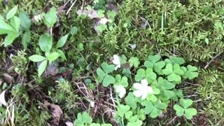The difference between Wood Sorrel (shamrocks) and Clovers