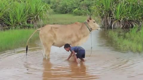 Cow WashCambodian