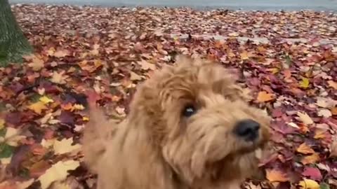 my hooman said we can eat leaves and play in