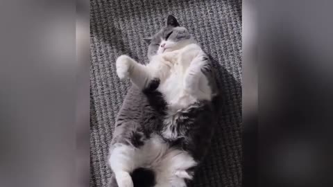 Hilarious and Chubby Cat Reaction Part 6: Lazy cat! 😂😂😂