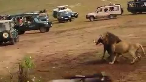 Lion hunting skills