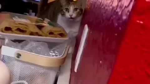 funny cats