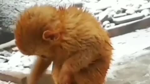 Funny video l funny monkey lovers l monkey lovers l animals lover