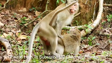 OMG ... Monkey meeting each other for kids first time | animals meeting