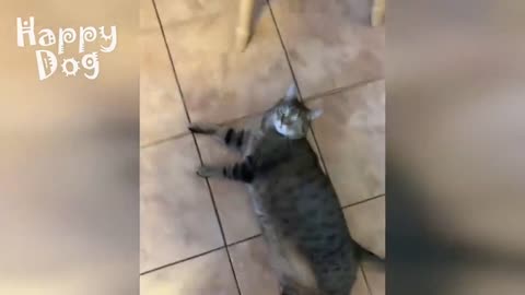 Funny animals - Funny cats _ dogs - Funny animal videos 106
