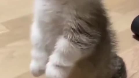 Funny Little cat #Funny #cat #cute #viral