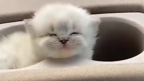 Cute kittens cats crazy