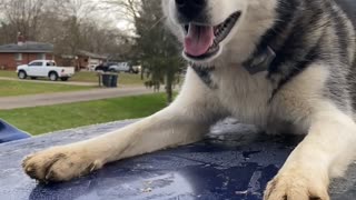 Husky Won't Leave Car Roof