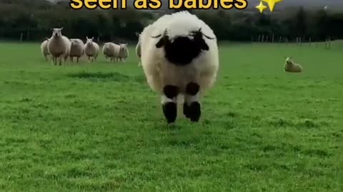 Animals you haven't seen as babies