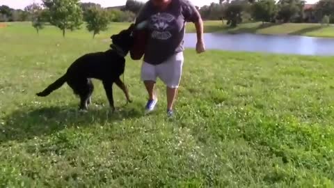 How to make you dog get more aggressive tricks