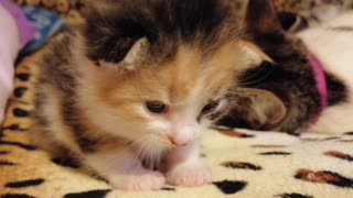 Crying micro kitten