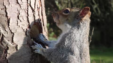 squirrel grey