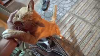 How Cats React When Seeing Stranger 1st Time