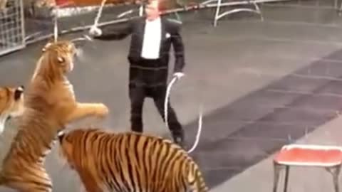 Tiger in Russian circus