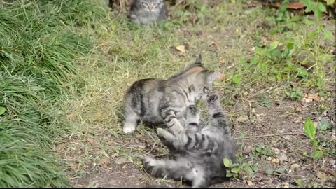 Quarrel between two kittens