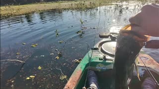 Pescaria de Tucunarés em Pereira Barreto