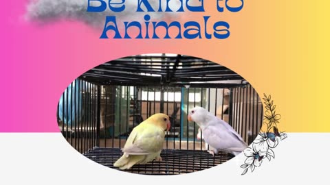 Be kind to animals!