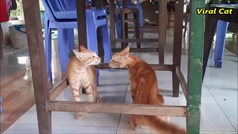 Cats Fighting and Meowing