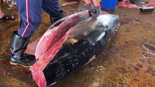 Amazing huge bluefin cutting skills 2of8. Afour-step Japanese method called ikejime.